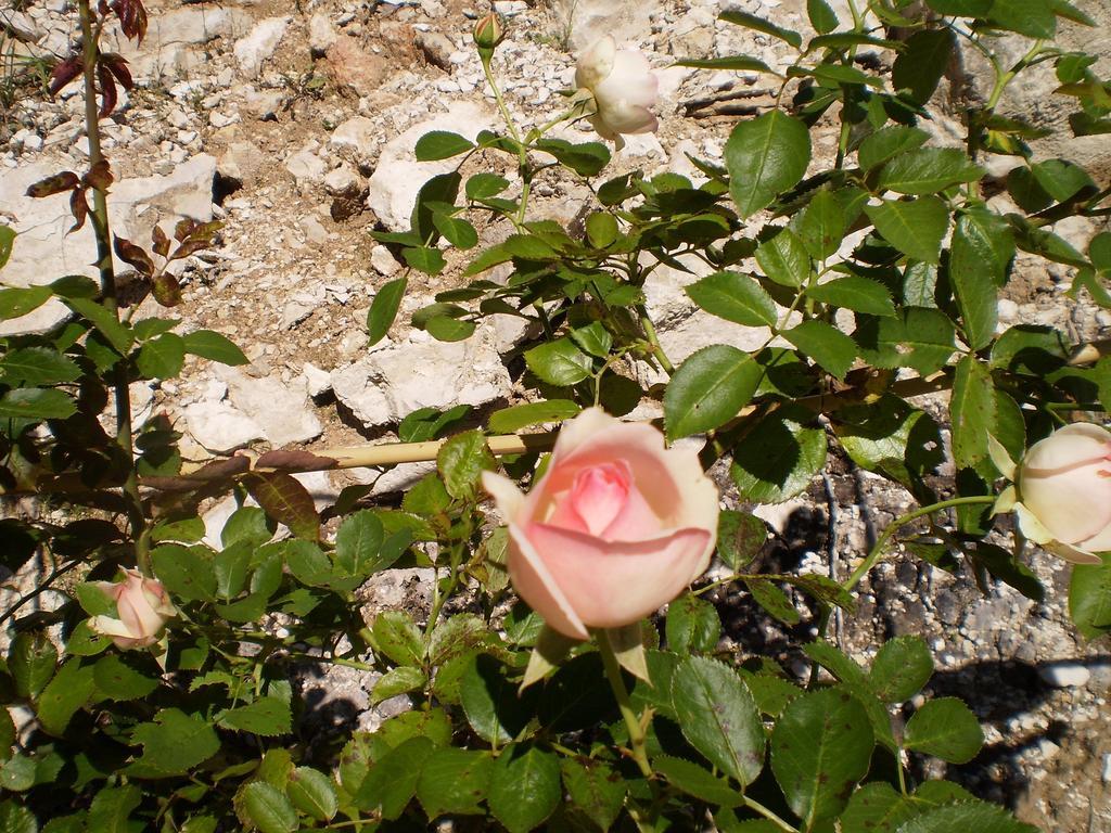 Bed and Breakfast Les Roziers - Roulotte Bagnac Екстер'єр фото